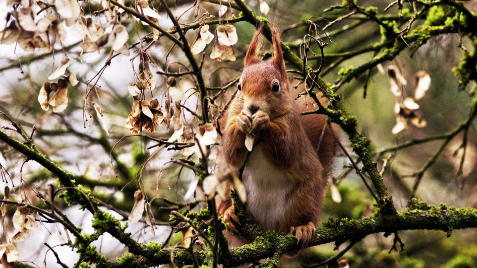 Nahaufnahme von Eichhörnchen im Baum beim knabbern