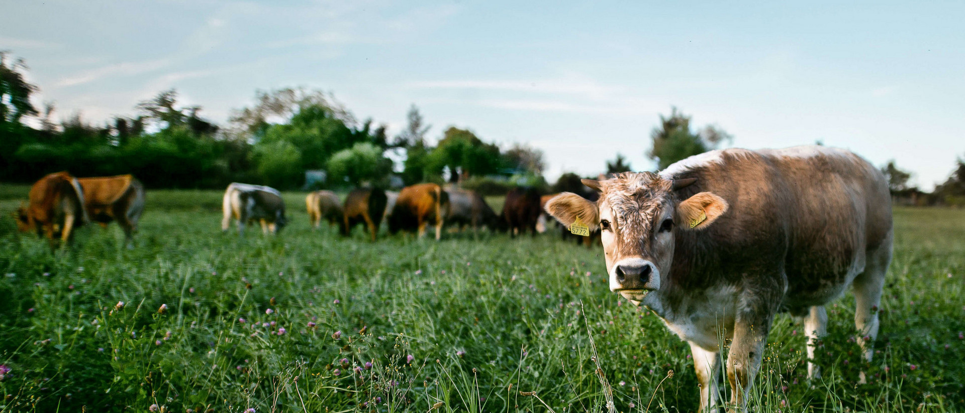 Eine Herde Kühe steht auf einer saftigen Weide. Eine Kuh steht im Vordergrund und schaut in die Kamera, der Rest der Herde steht im Hintergrund und grast.