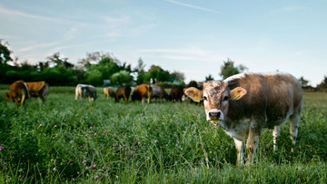 Eine Herde Kühe steht auf einer saftigen Weide. Eine Kuh steht im Vordergrund und schaut in die Kamera, der Rest der Herde steht im Hintergrund und grast.